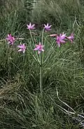 Brunsvigia grandiflora