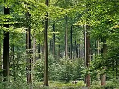 Old stand of beech prepared for regeneration (note the young undergrowth) in the Sonian Forest