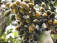 Young "betel" nuts in Malaysia