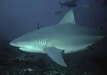 The bull shark ranks as the third most fatal in unprovoked attacks