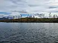 A hillside at Kelly Lake of spruce/birch taiga burned by the Swan Lake Fire