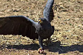 In Apure State, Venezuela