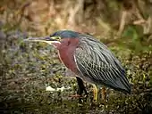 Green heron in Florida