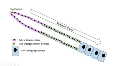 Schematic diagram of cell movement in a worm