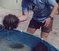 Starfish handled to avoid damaging it (spines on the underside are blunt)