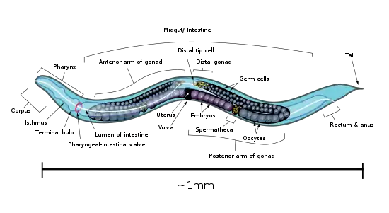 Lateral (left) side anatomical diagram of an adult-stage hermaphrodite