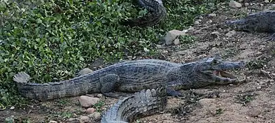 Yacare caiman