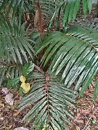 Foliage and stem