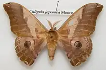 Pinned specimen of male moth having feathery antennae