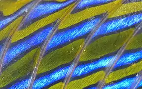 Closeup of the dorsal fin of a common dragonet