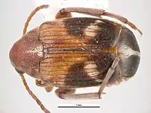 Callosobruchus maculatus