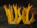 Calocera viscosa