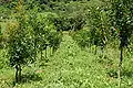 Calophyllum brasiliense plantation