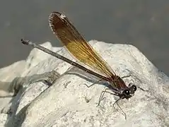 Female