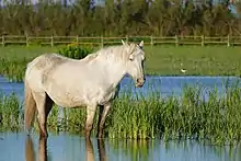 a grey horse standing in shallow water