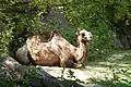 Camel