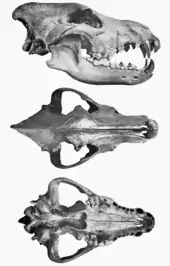 Three views of the skull from the side, above, and underneath