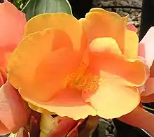 Canna 'Oberon', Dalebö 2006