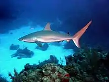 Image 49A Caribbean reef shark cruises a coral reef in the Bahamas. (from Coral reef fish)