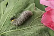 Larva