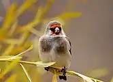 European goldfinch (Carduelis carduelis) at Ringmospang, Kargil