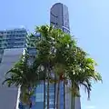 Carpentaria acuminata at QEII Law Courts Brisbane