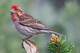 *Cassin's finch