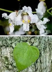 Flowers, leaf and bark