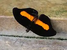 Orange-banded shoemaker butterfly (C. orites)