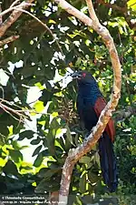 Greater coucal