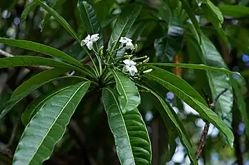 Foliage and flowers