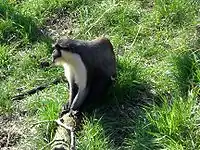 A Diana monkey seen in profile.