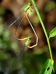 mating