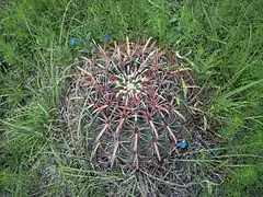 Barrel cactus (Biznaga).