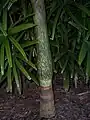 "Watermelon" colored crownshaft and trunk with distinct leaf scar rings