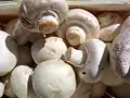 Champignon de Paris