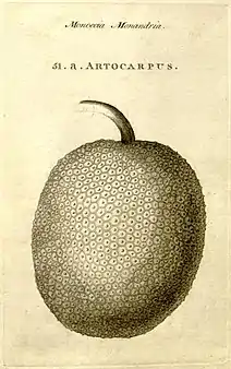 Breadfruit, named and described in Characteres generum plantarum (1776)