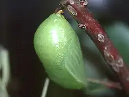 pupa of C. jasius