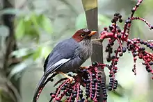 Photo of a gray bird with a chestnut-brown head and a large white wing stripe sitting amidst vegetation