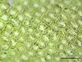 Chiloscyphus pallescens, a leafy liverwort