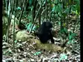 Chimpanzee