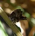 The underside of the hind wings