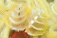 Spirobranchus giganteus embedded in a brain coral in a reef in Bonaire.