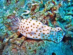 Hypselodoris pulchella