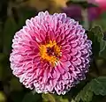 pink Chrysanthemum × morifolium