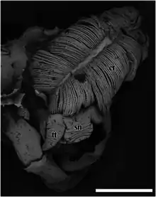 Black-and-white image showing two tentacles around a snout. There is a big ctenidium above them. The ctenidium has an appearance like a double-sided comb.