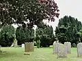 Yew trees in the churchyard