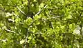 Pittosporum spinescens flowers.