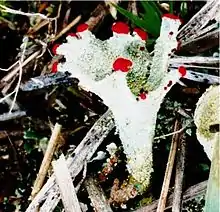 Cladonia pleurota – red-fruited pixie cup