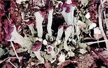 Cladonia subcariosa